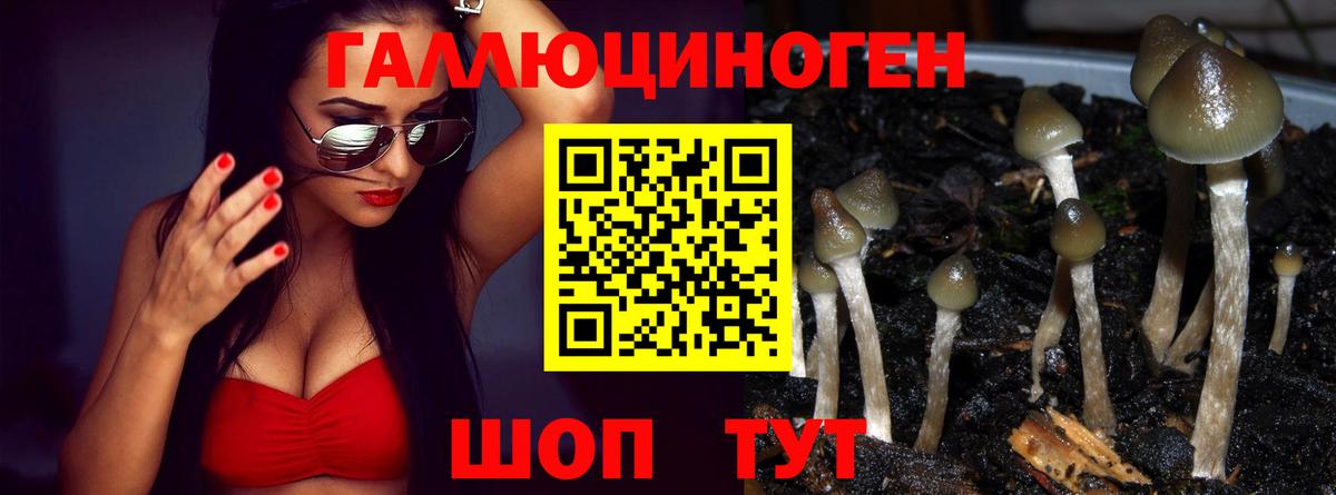 Псилоцибиновые грибы мицелий  Вход с VPN  Сальск 